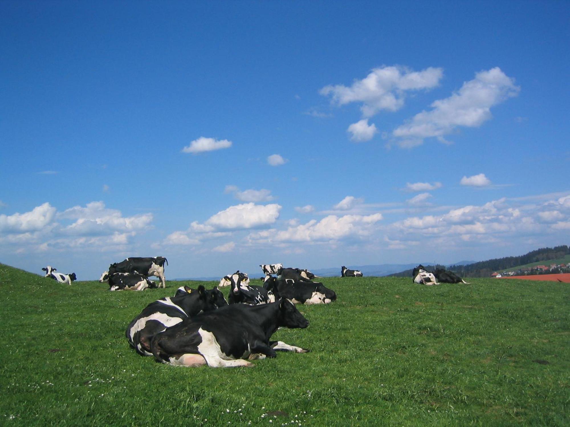 Hof Lässer Möggers Exteriör bild