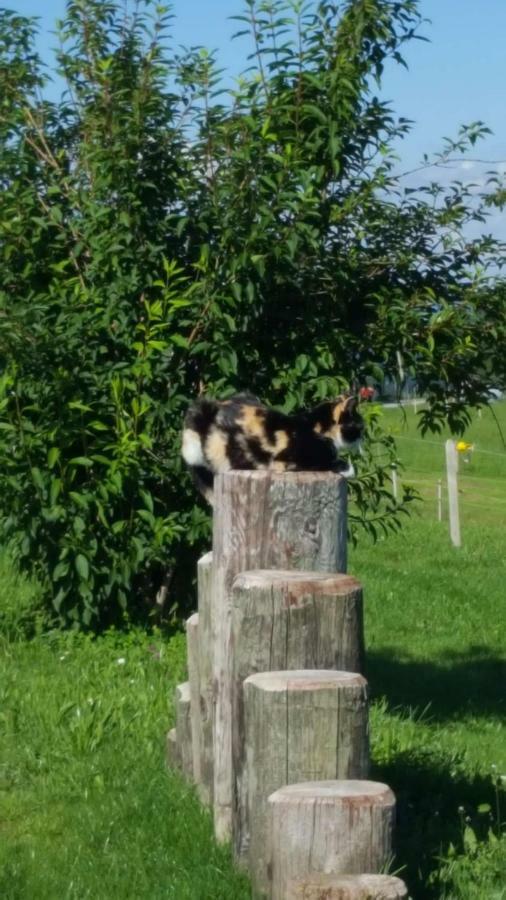 Hof Lässer Möggers Exteriör bild